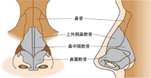 鼻解剖