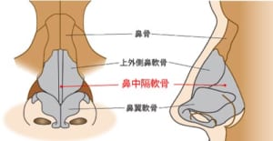 鼻中隔延長の効果とリスク、ダウンタイムについて　鼻骨格図